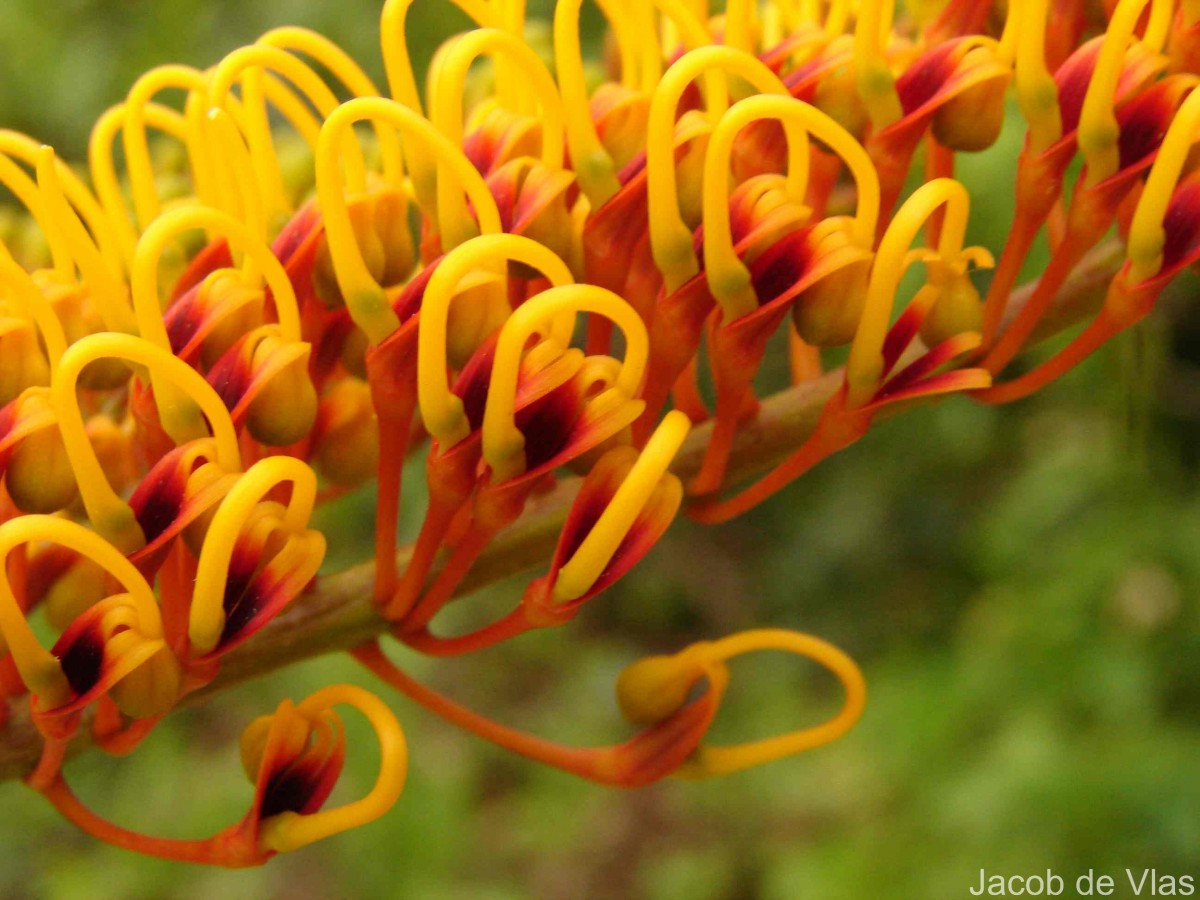 Grevillea robusta A.Cunn. ex R.Br.